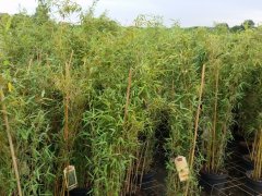Bambus Fargesia murielae 'Deep Forest'® , im 7,5L Container, 100-125 cm groß